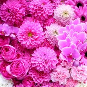 Meet your Posher, Yumiko